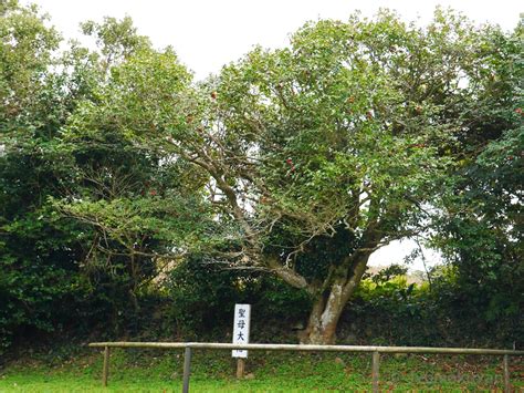 大椿樹|植物を訪ねて ～五島列島の椿～